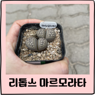 리톱스 마르모라타 희귀다육 1개 상품 이미지