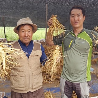 풍기인삼 5년근 및 6년근 수삼, 정품 원삼 500g (8~12 뿌리) – 가정용 신문지 포장 세트 인삼파지 풍기인삼 5년근 및 6년근 수삼, 정품 원삼 500g (8~12 뿌리) – 가정용 신문지 포장 세트 인삼파지