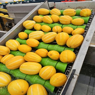 진짜 성주 꿀 참외 못난이혼합과 대용량10kg, 10kg 랜덤과, 1개