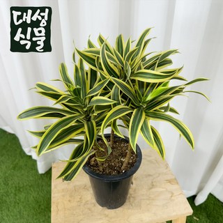 송오브인디아 관엽식물