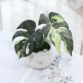 도시정원 몬스테라 알보 소품 혼합색상 1개 상품 이미지