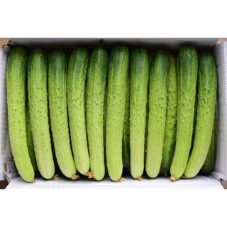 국내산 햇오이 오이지용 백오이, 1개, 백오이20개