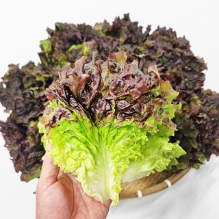 사계절 청년농부 신선한 꽃상추 적상추 당일수확 산지직송, 1박스, 2kg