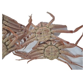 [디에이치씨푸드] 수입 빵게 암컷대게 정식통관 활대게 자숙대게 1kg 4-6마리 수율 80%이상, 1박스, 1kg(4-6미)