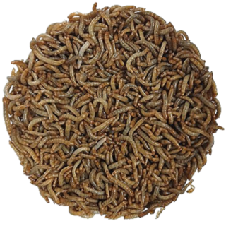밀웜나라 밀웜, 약 1.8cm 중 2000마리, 1개