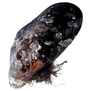 영롱한수산 제철 생물 자연산 대왕 홍합 1kg (섭/담치), 1박스
