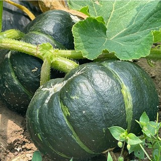 할망네농장 제주산지직송 못난이 미니밤호박 보우짱, 1박스, 3kg