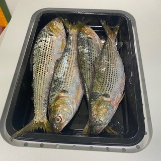 HACCP 인증 산지직송 신선한 동해안 급냉 전어 구이용, 1개, 1kg(4-6미 내외)