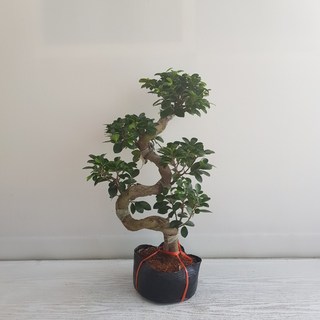 온누리농원 가지마루펜다 펜더 중품, 1개