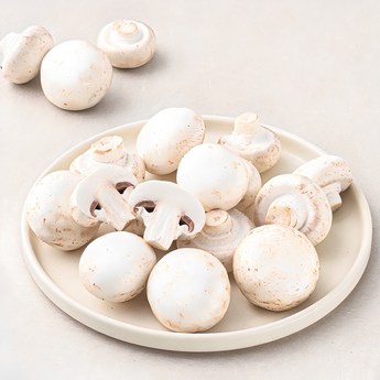 meshrooms-추천-상품