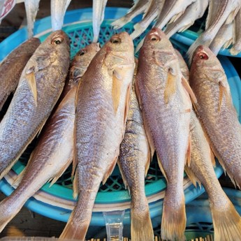 [자연맛남] 밥도둑 반건조 대 민어조기 15미(2.1kg/개별포장)-추천-상품