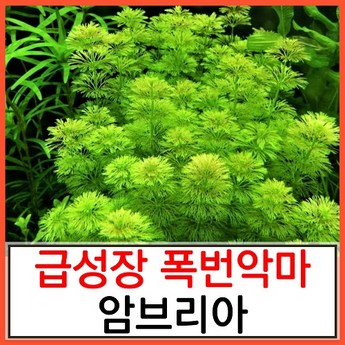 맹그로브수초-추천-상품