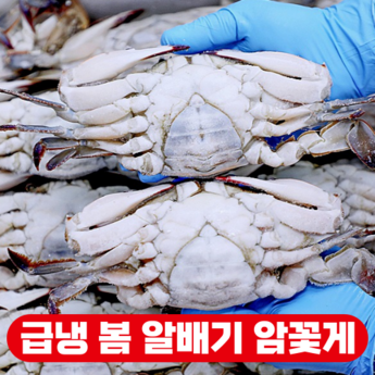 국내산 봄 서해 꽃게 급동 알배기 암꽃게 1kg-추천-상품