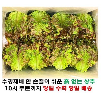 (쌈바쌈바) 산지 직배송 꽃상추 1kg 2kg 4kg [국산:경남고성군], 1개_신선한 상추로 건강 챙기기