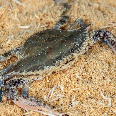 [당일조업] 태안 신진도 활 톱밥꽃게(암수혼입), 1개, 2kg (6~10미)_맛깔나는 꽃게 요리 레시피 공유