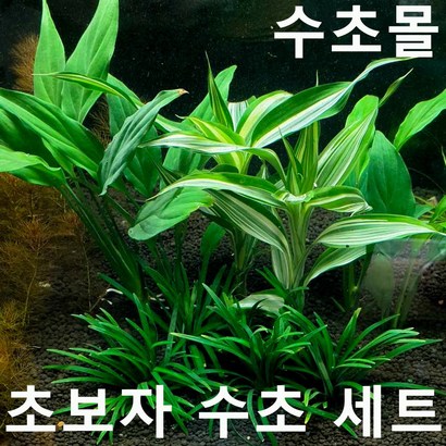 초보자 수초  초보자수초 자연수초