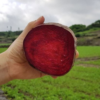 청춘네이처 제주산  레드비트 알비트 리뷰후기