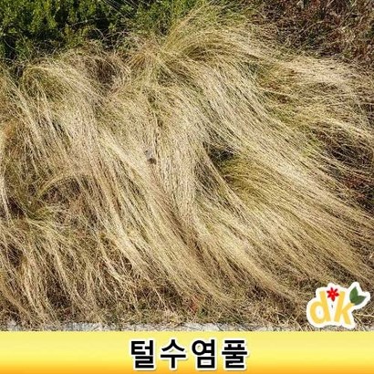 들꽃닷컴]야생화 조경용으로 많이 쓰이는 털수염풀 4치포트