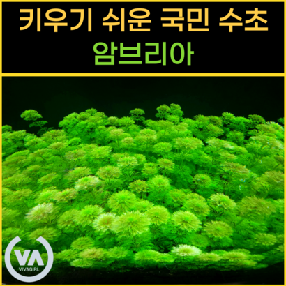 [비바소녀] 누구나 쉽게 기르는 암브리아  / 초보수초 인기수초 리뷰후기