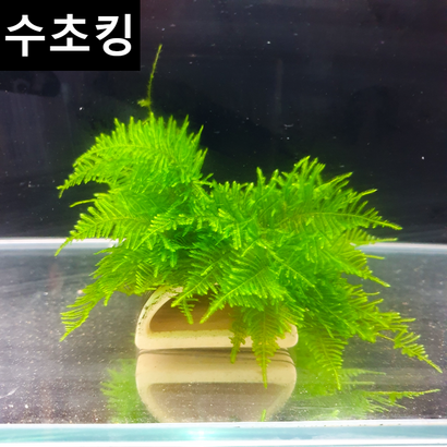 [수초킹] 안시산란상 모스활착