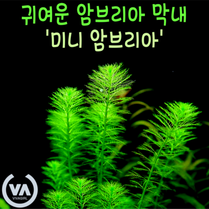 [비바소녀] 미니 암브리아