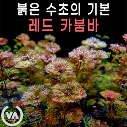 [비바소녀] 레드 카붐바