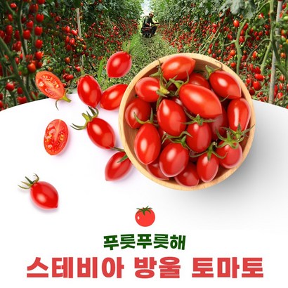 [프리미엄] 달콤한 꿀맛 스테비아 방울토마토 단마토 토망고 샤인마토 리뷰 후기