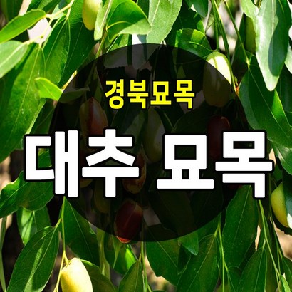 [경북농원] 대추나무묘목 접목 특묘 리뷰후기