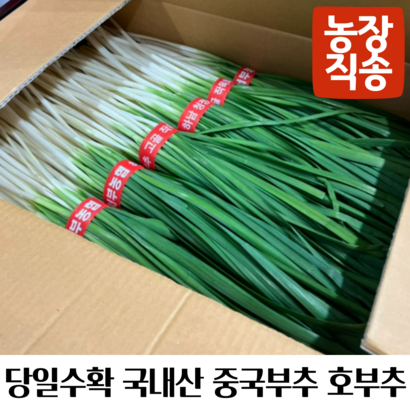 당일수확 국내산 농장직송 황부추 중국부추 호부추, 1개, 1.2kg