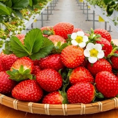 [이장님닷컴] 논산 이장님 냉동딸기3kg(1kgx3봉 4봉 5kg벌크) 얼음딸기 상큼딸기-포장단위변경(기존 500g 변경1kg), 3봉, 3개