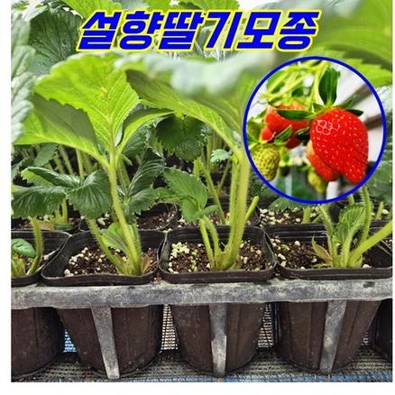 모종-딸기모종 묘목 설향 아주 달고 맛있는 딸기 컵포트 런너이용한 딸기결실모종, 10개