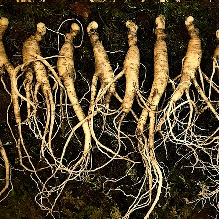 장뇌삼7년근15뿌리, 1세트, 100g