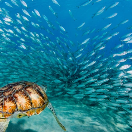 [보홀] [단독] 보홀 나팔링 정어리떼 & 히낙다난 동굴 스노클링 투어