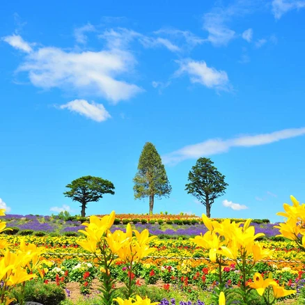 [삿포로] [쥰페이 웨이팅 없이 식사] 홋카이도 후라노,비에이 일일 버스투어