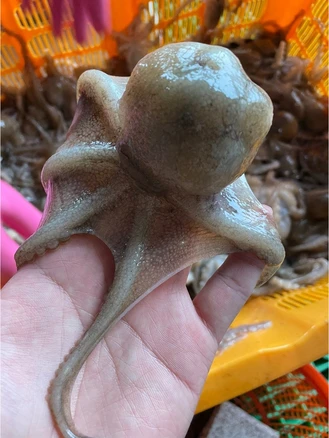 국내산 알배기 봄 활 쭈꾸미 서해안 생물 대 특대, 1세트, 1kg, 10미 내외