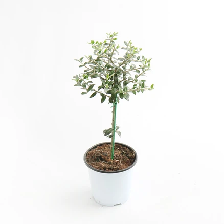 갑조네 올리브나무(외목대) 반려식물 개업선물 집들이선물