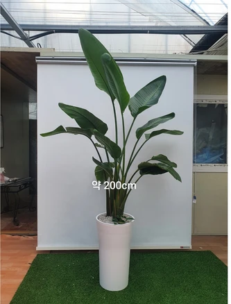 [한정특가 오투트리] 대형 화분 당일무료배송 공기정화식물 축하선물 개업선물 이사선물 승진선물 여인초, 10.여인초(200cm), 1개