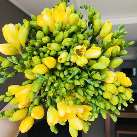 <에밀리정원> 후리지아 30대 꽃선물 생화택배 화훼농가돕기, 1개”>
	                        <h3><에밀리정원> 후리지아 30대 꽃선물 생화택배 화훼농가돕기, 1개</h3>
	                        <p class=