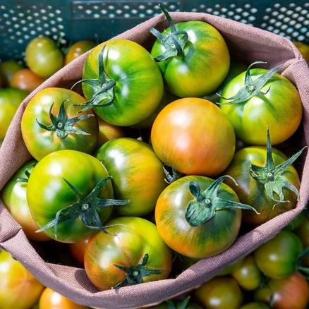 대저 토마토 2.5kg 짭짤이 토마토 당일수확 산지직송, 1박스, 대저 토마토 중과(M사이즈)