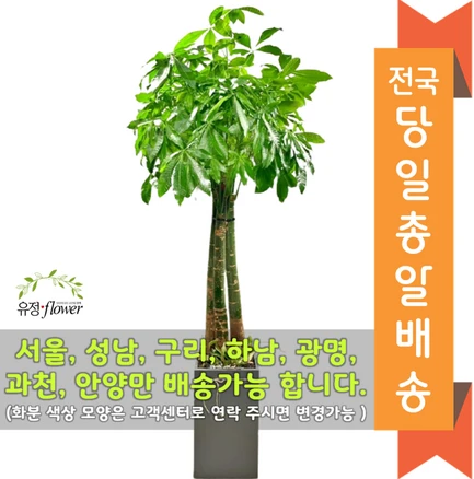 고급대형 화분 개업 축하 화분 전국 당일배송, 05. 파키라, 1개