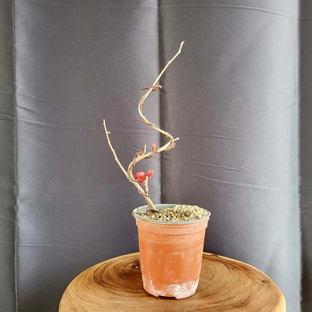 흑광 홍 명자 나무 미니 빨강 붉은 꽃 열매 산당화 홍매 분재 화분, 1개