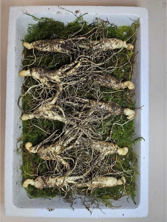 동의보감 장뇌삼 7~8년근 10뿌리/3만원 삼 산양삼 자연산 새싹삼 일반포장용, 10g, 10개
