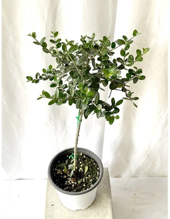 토피어리 핫도그형 올리브나무 중품 35-60cm 99, 1개