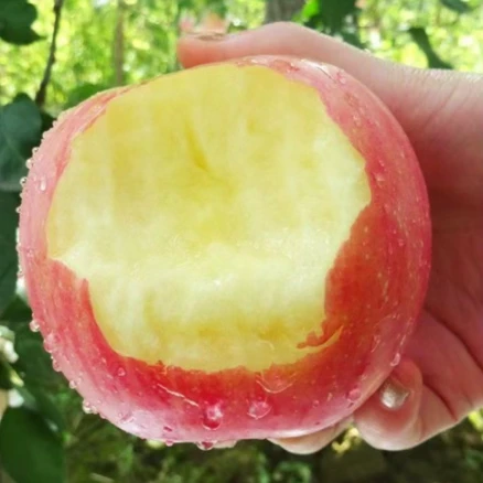 [재구매율98%] 극brix 초고당도 로얄공주 못난이사과, 1박스, 6kg