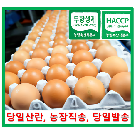 [알부자집] 무항생제계란 대란(52g~59g), 30구, 2개-추천-상품