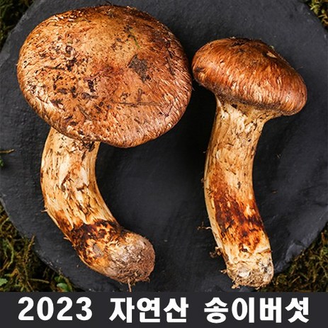 2024년 최고급 자연산 송이 버섯 자연 추석 설날 명절 선물세트, 2등급7cm 이상 1kg-추천-상품