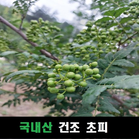 건조 초피열매 국내산, 1개, 500g-추천-상품