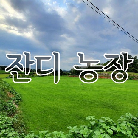 잔디농장 최고급천연잔디 18cm * 25장-추천-상품