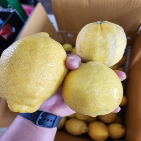 [제주올팜] 건강하고 안전한 제주 레몬, 국산 제주 레몬 못난이 9kg, 1개-추천-상품