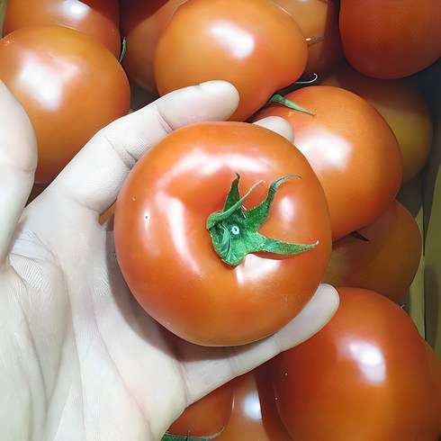 못난이토마토 - 가람상점 못난이 쥬스용 덜익은 완숙 토마토 찰토마토10kg 5kg 3kg, 쥬스용 완숙 토마토 5kg 4~5번과, 1개